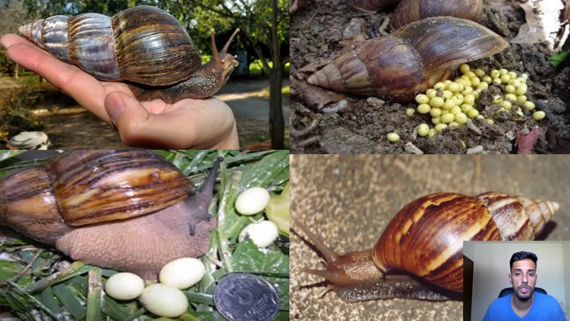 Caramujo gigante africano Achatina fulica Prevenção Controle