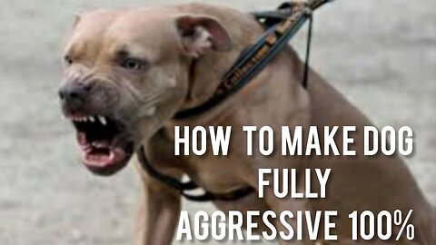 How To Make Dog Become Fully Aggressive With Few Training Skills