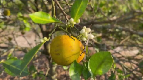 Fla. congressman hopes Washington will quickly pass aid for hurting citrus farmers