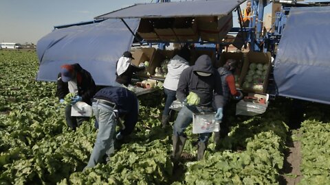 At Arizona-Mexico border, field workers commute to meet crop quotas