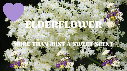 Elderflower - More Than Just A Sweet Scent