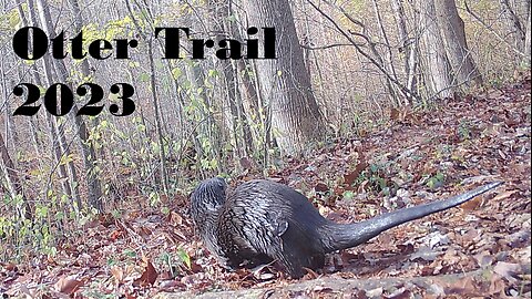 River Otter Trail Camera 2023