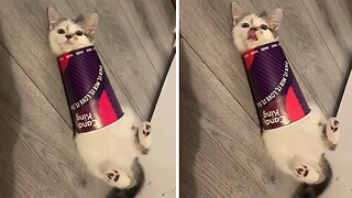 Clumsy Kitten Hilariously Gets Stuck In Cup