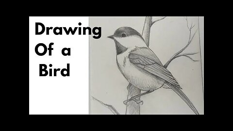How to Shade bird || Drawing Of a Bird || easy || tutorial | Pencil Shading || S Kamal Art and craft