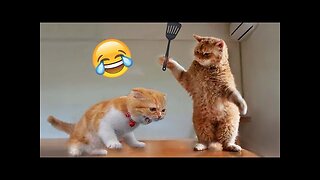 Funniest Animals 2023 😂 Funny Dogs and Cats Videos 😺🐶 Part 9