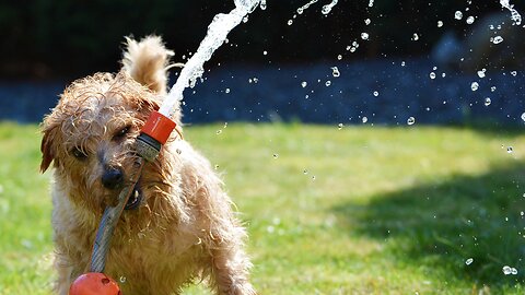 Dog playing in the garden 😸