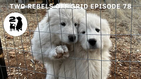 Great Pyrenees Puppies To Protect Our Off Grid Arizona Homestead