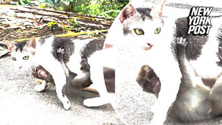 Baby monkey 'hangs out' with adoptive cat mom