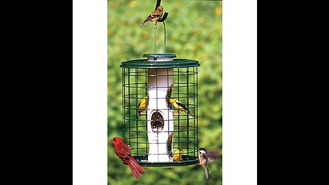 Gift Essentials Cardinal Suet Feeder Holds One Suet or Seed Cake, Includes Hanging Chain and Sn...