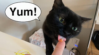 Vilma Cat Wants Human Food