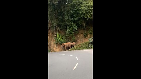 Elephant Spotted Near Coonoor Kattery Park