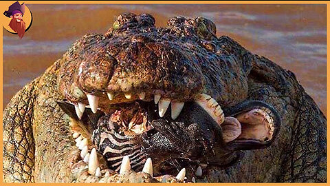 15 Epic Hunting Moments Of Huge And Merciless Crocodiles