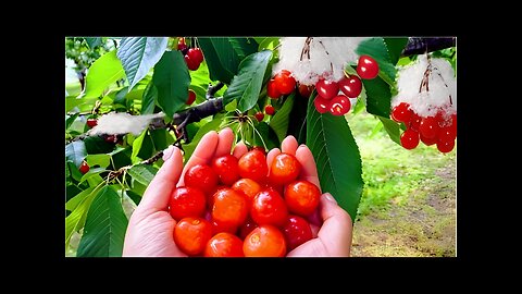 World's Most Expensive Cherry - Amazing Japan Agriculture Technology Farm - Best Cherry Harvest