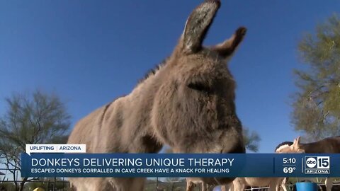 Donkeys delivering unique therapy