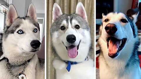 ultimate husky compilation - funniest huskies