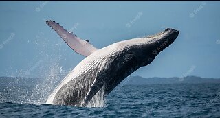 Giant whale jumps out of the water right in front of our boat!"