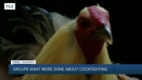 Animal rights groups push for enforcement, call Oklahoma the 'cockfighting capital of the U.S.'