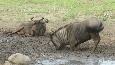 Wildebeest bull loves rubbing his face in the mud