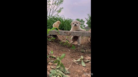 puppies_and_ducklings_Having_fun_🤣🤣🤣