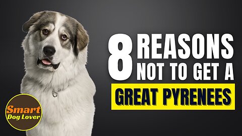 8 Reasons Why You Should Not Get a Great Pyrenees | Dog Training Program