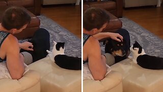 Annoyed Pup Doesn't Like Being Pet By The Cat