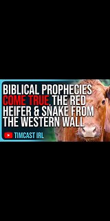 Biblical Prophecies COME TRUE, The Red Heifer & The Snake From The Western Wall