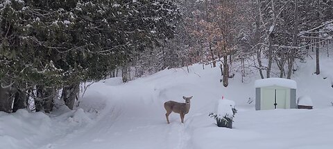 Snowy day for the deer
