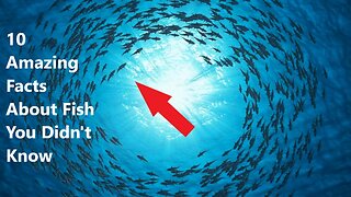 10 Amazing Facts About Fish You Didn't Know