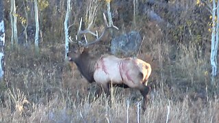 Colorado Public Land Bruiser Elk