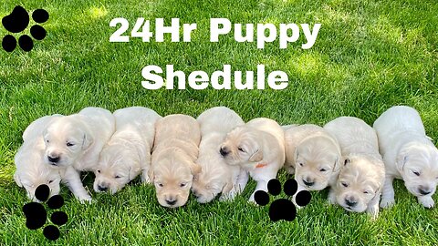 Your Complete 24Hr Puppy Schedule - It Doesn't Have To Be Exhausting!