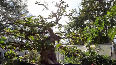 Thunderstruck Bonsai in Pinellas Park brings zen art of tiny trees to a bar near you