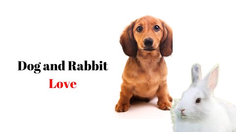 Dog and Rabbit Love