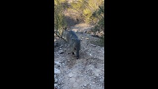 Desert Javelina