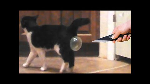Funniest Animals | Funny Dog And Cat | Funny Animals Video 2023