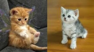 Funny and Cute Cat Videos Compilation