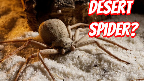 How Deadly Is The Sicarius spider!