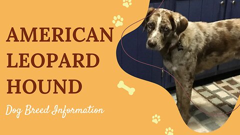 American Leopard Hound Dog Breed - History, Origins, and Physical Characteristics