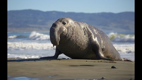 5 Fun Facts About The Elephant Seal