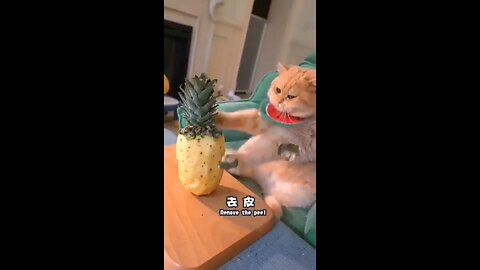 Chef Cat - Funny Video