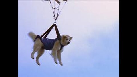 Dog in the Sky