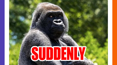 Vaccinated Gorilla Died SUDDENLY