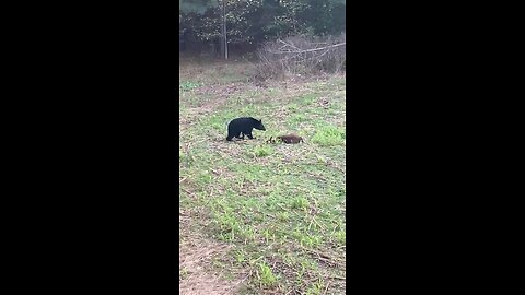Bear steals hunters deer!