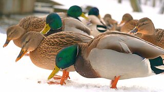 Close-up of Arctic Mallard Duck Group Mealtime