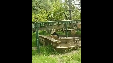 Panda-Chair Scuffle.