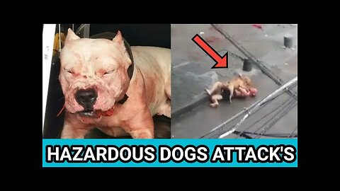 Hazardous dogs attack's on streets, bite's Humans & Kids | Real attacks compilation
