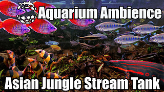 Aquarium Ambience - 600 Gallon Asian Jungle Stream Tank, Fish Acting Naturally, No Human Presence.