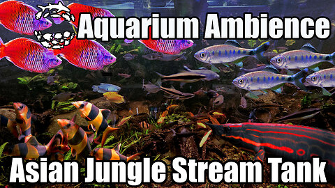 Aquarium Ambience - 600 Gallon Asian Jungle Stream Tank, Fish Acting Naturally, No Human Presence.