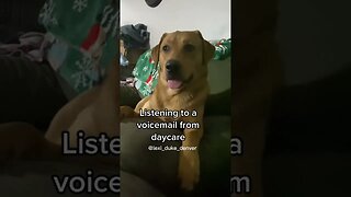 Dog reaction listening to a voicemail from daycare 🤣😍 #dog