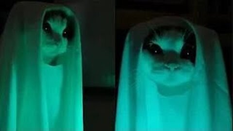 OMG! Ghost Cat 😻 Funny And Cute Cats Compilation