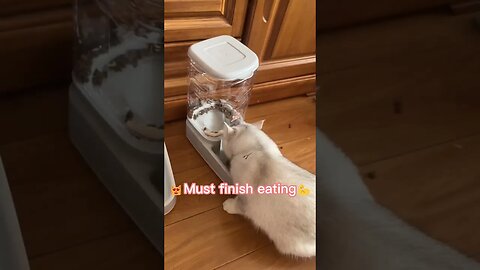 Cat loves to eat